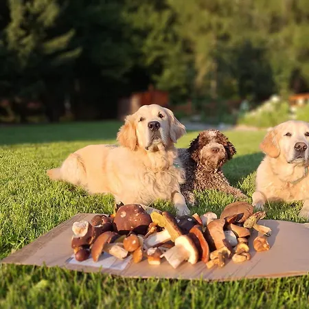 Pod Skala Апартаменты *